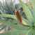 Here They COME!!! – Aloes Start Doing “It”