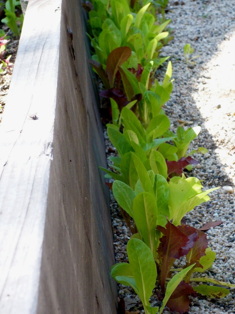 yummy lettuce, self-planted in a row