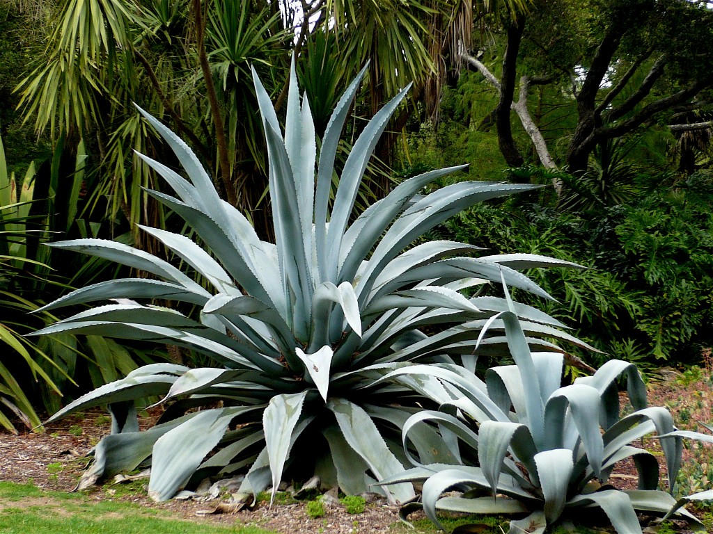 agave and child