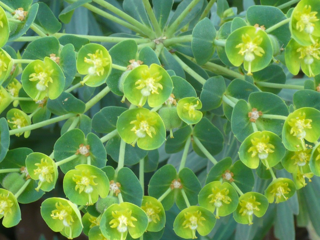 my favorite flower - if I had to choose only one, euphorbia wulfenii is it