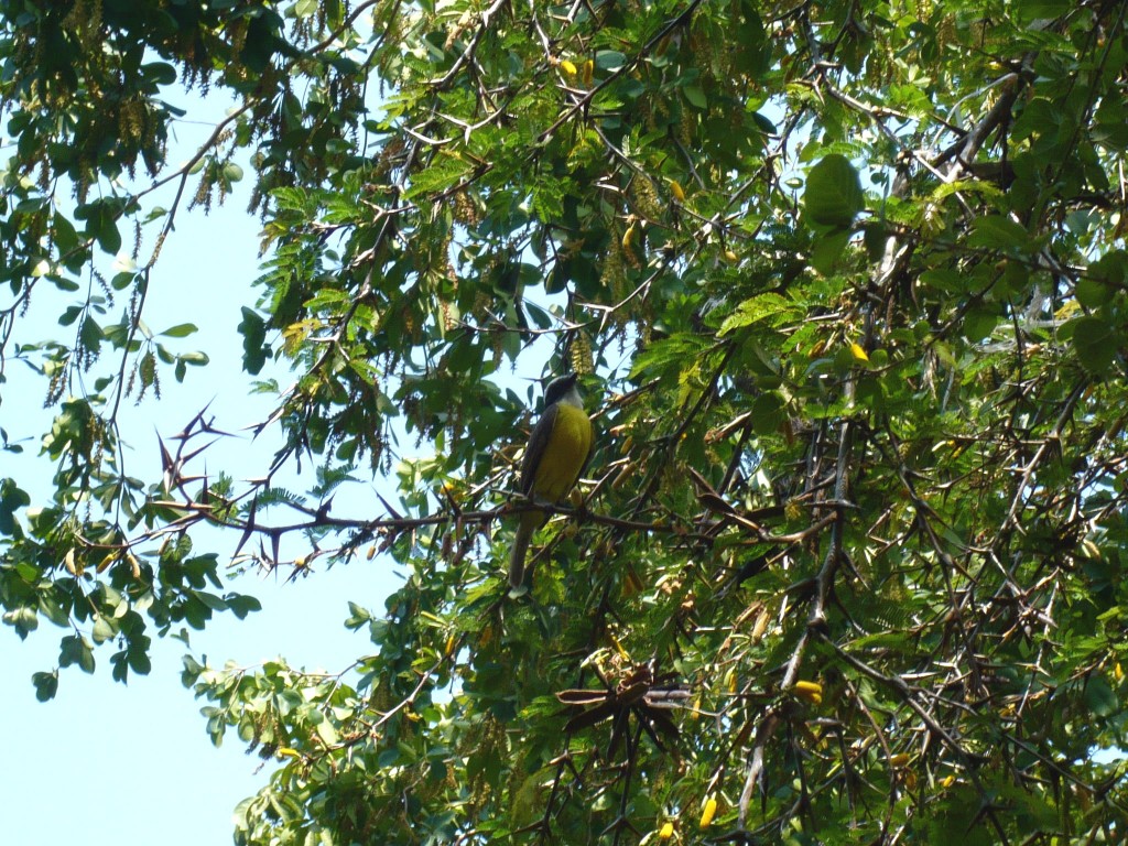 a yellow bird, preening next to yellow seedpods. inspired.