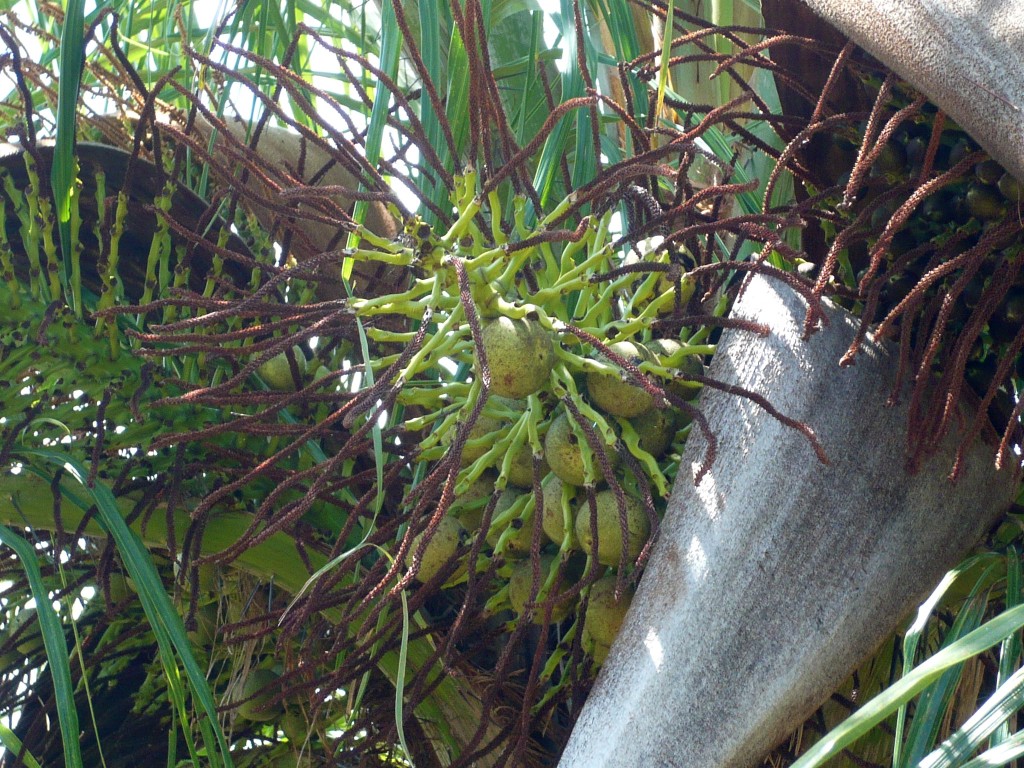 the fruit and inflorescence of the cocoyon palm