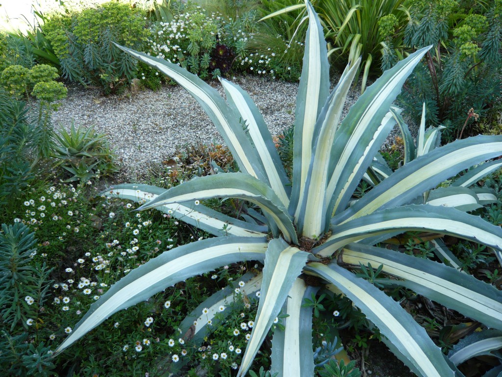 where would I have my agave collection if I had lawn?