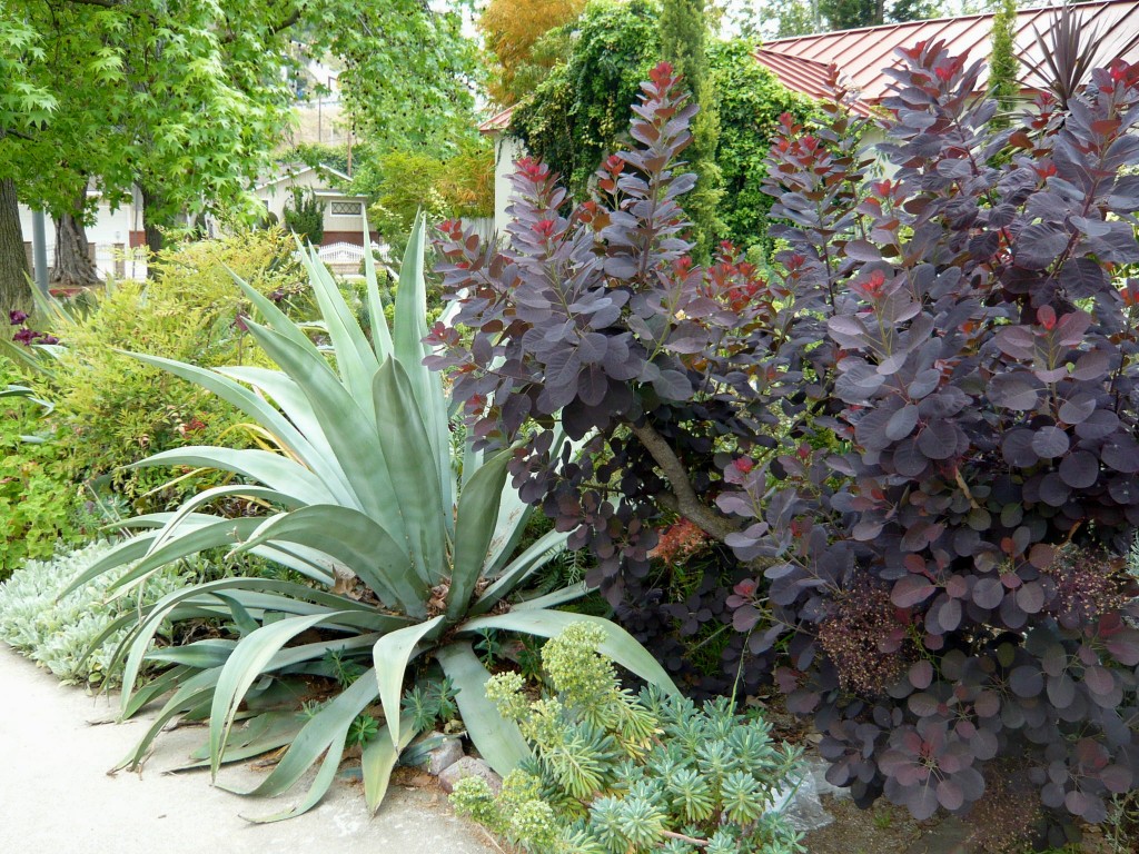 agave weberi cuddles up to a cotinus 'purple robe' - in public view! gasp!
