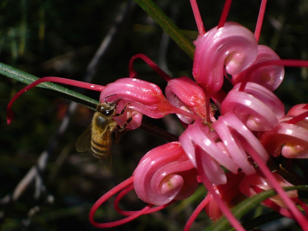 grevillea 'long john' has the coolest flowers! just try not to love this plant!