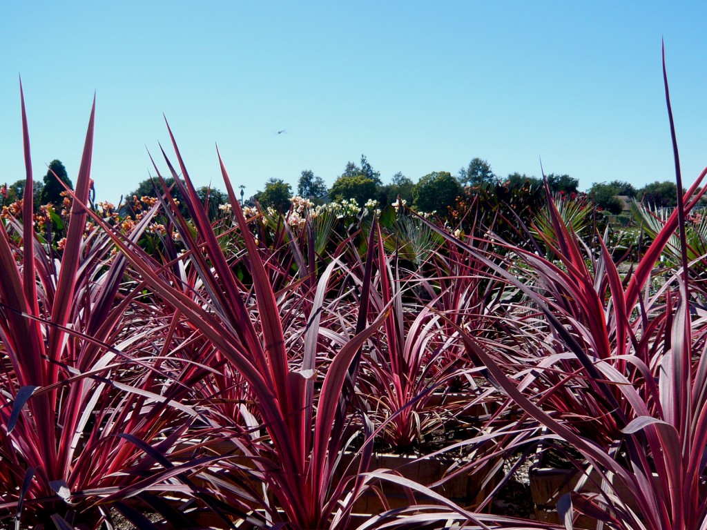 I must have cordyline 'electric pink'! It is so ... electric!