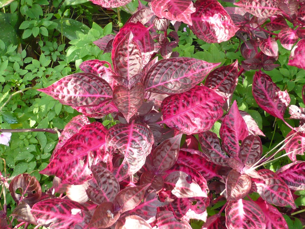 irisene or 'bloodleaf' is as hot as it gets for the lucky few who can plant it!