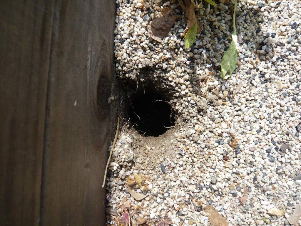 here it is - a gopher hole. he covered it over within minutes