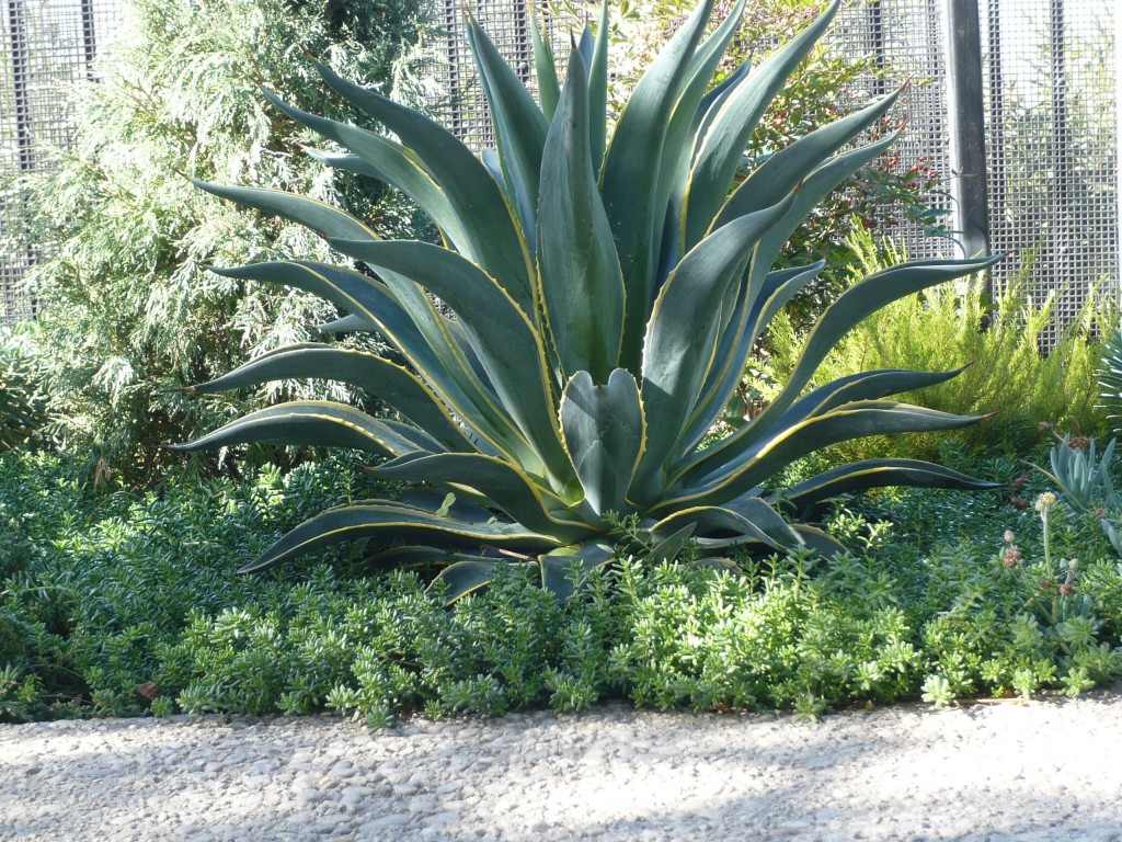 sometimes I feel like this adorable agave... but only on my best days