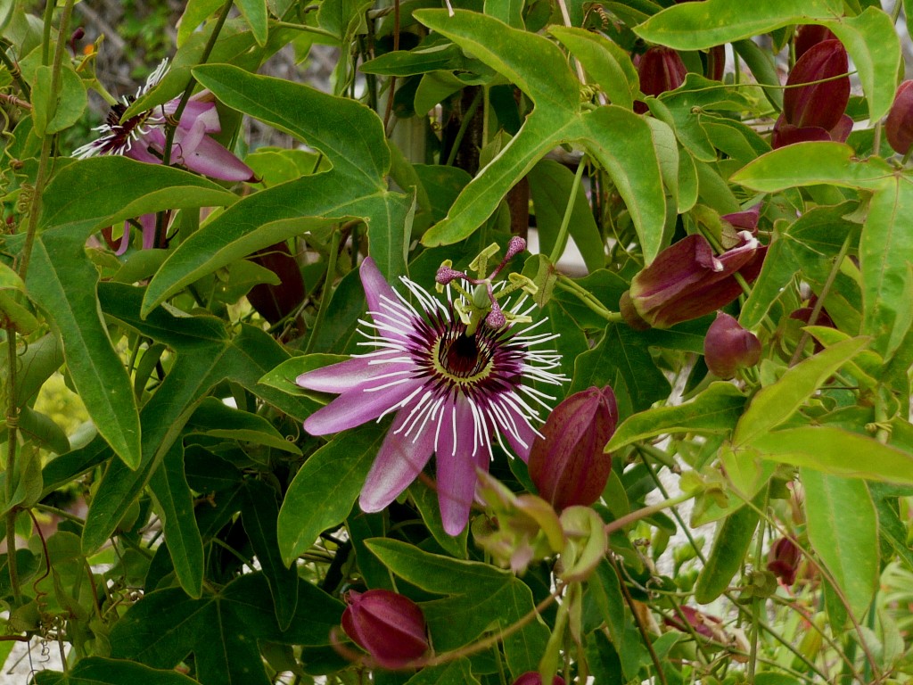 could I be a passion flower vine?