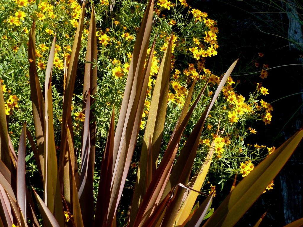 the bright daisy makes a cute girlfriend for the handsome phormium!