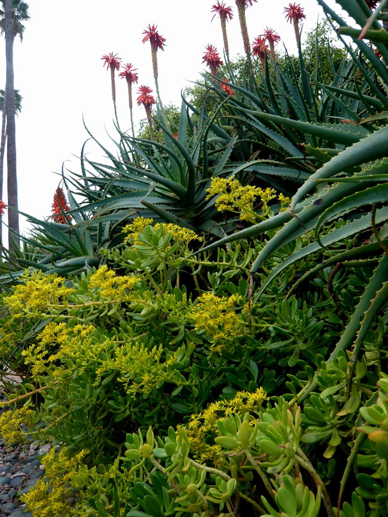 the aeoniums blooming at the same time as the aloes! HOT!