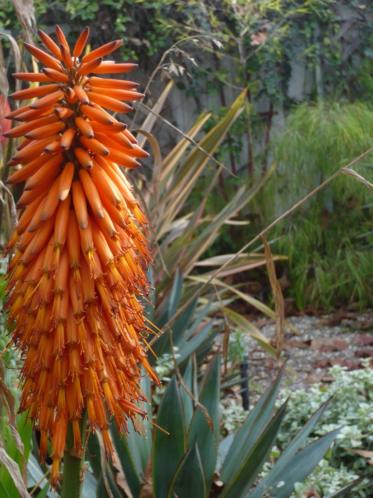 the brilliance of the flower of Aloe 'Salm-Dyk'