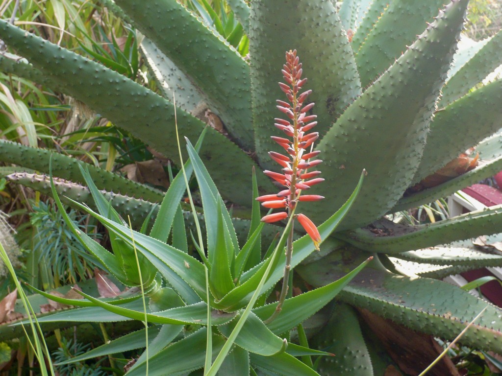  Willard may or may not bloom this year, but the Aloe clilaris hybrid is wasting no time...