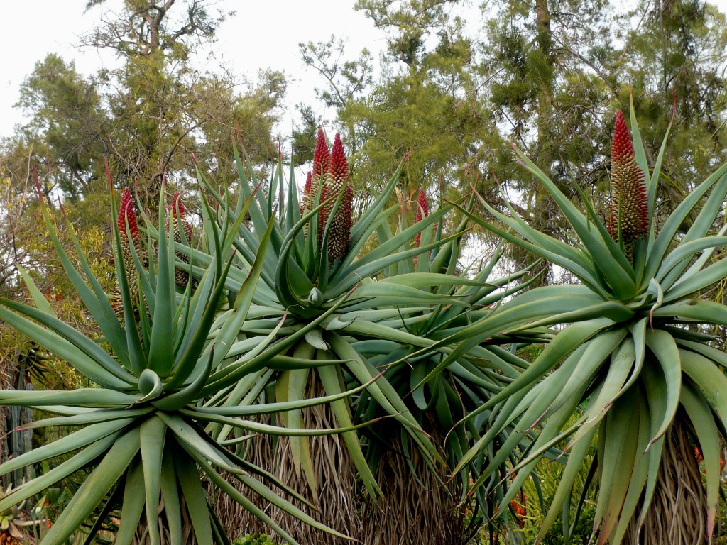 a cluster of incredible Aloe rookapie almost made me faint