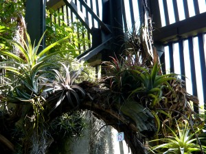 colorful tillandsias and bromeliads laugh at frilly flowers