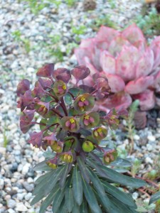 euphorbias just want to be cool and beautiful. don't be a hater.