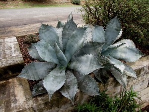 look! siamese twin agaves! aren't they absolutely stunning?  I don't want to misidentify them - let's just call them A. 'Ghostly Fangs' for now