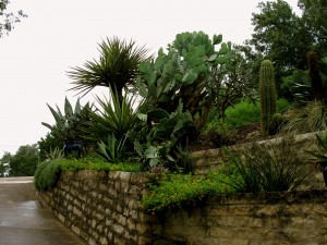 glorious opunita! amazing agaves! yucca madness - and they all play nicely together