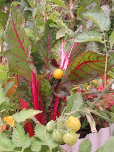 little 'Sungold' tomatoes playing peek-a-boo among the leaves of ruby chard