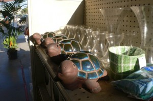 sad little turtles hoping for a home