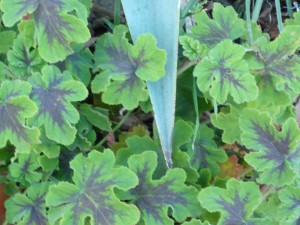Pelargonium 'Chocolate Mint' - fuzzy, aromatic leaves ad to the sensual pleasure of gardening