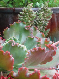 Echeveria 'Arlie Wright' - one of the best of the best!