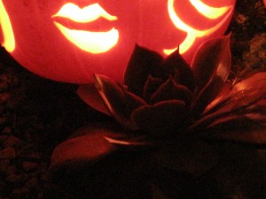 incandescent pumpkin lips blow hot kisses on a swooning echeveria