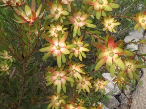 J'adore Leucadendron 'Goldstrike'! and they are going mad right about now - one of the many joys of the year-round gardening world of LA