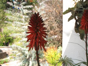 the first aloes of the season are among the best