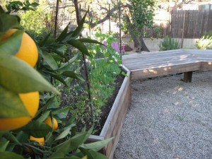 a bench turns into a raised bed, cuddled up against an orange tree, on the edge of a tidy gravel patio