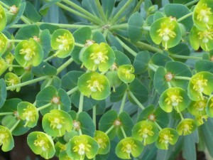 even though Euphorbia wulfenii gets put into my gardens a little more often