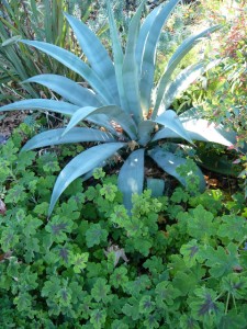 I ADORE the agave, but it is the pelargonium that I'm talking about...