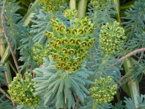 Euphorbia x martinii, I have always been faithful to you