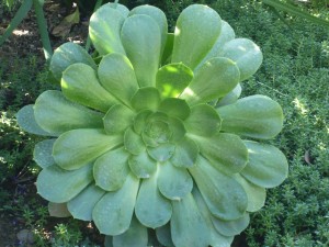 if it is an aeonium, I am going to use it and be pleased with myself!