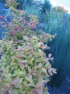 goldflame spirea, a grass - leymus, maybe? lover-ly, and doing their part for the environment